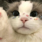 ragdoll cat